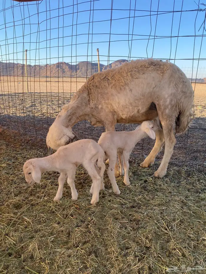 حريه مع 2 خرفان 1