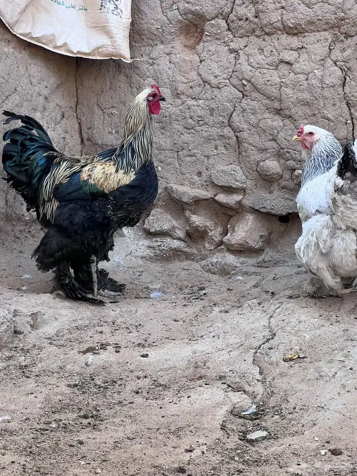 دجاج براهما 13