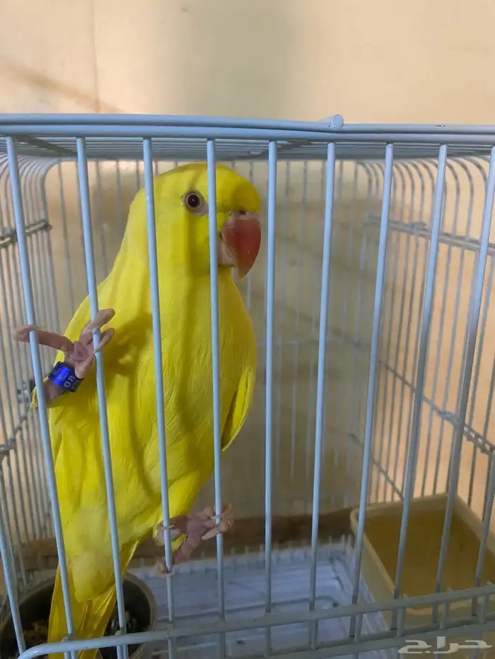 ببغاء درة لاتنيو متكلمة شرط 0