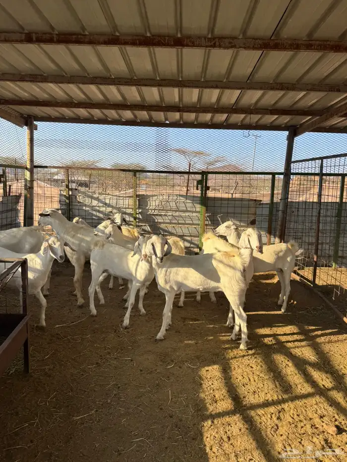 جفرات بيشيات ومصريات تاسيس مراح فواخر منوة القناي 0