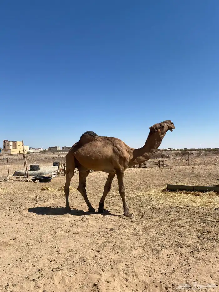 بعير باكستاني 2