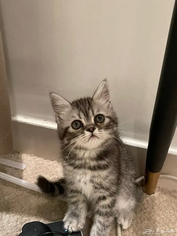 قطة للبيع عمر4 شهور 0