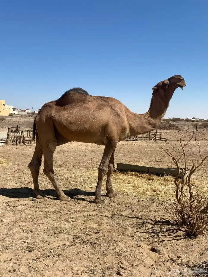 بعير باكستاني 1