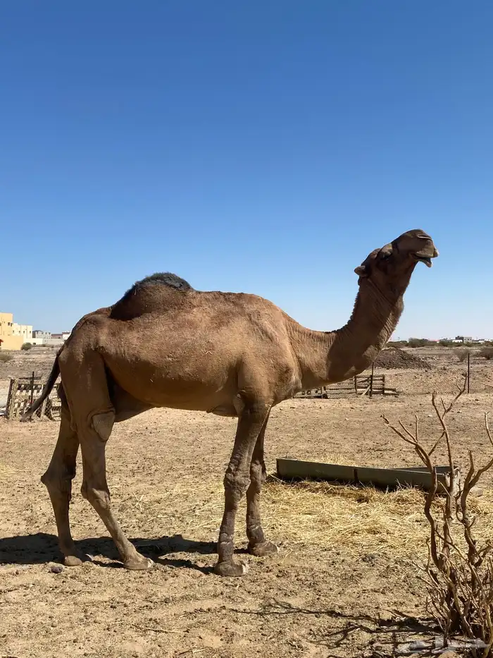 بعير باكستاني 4