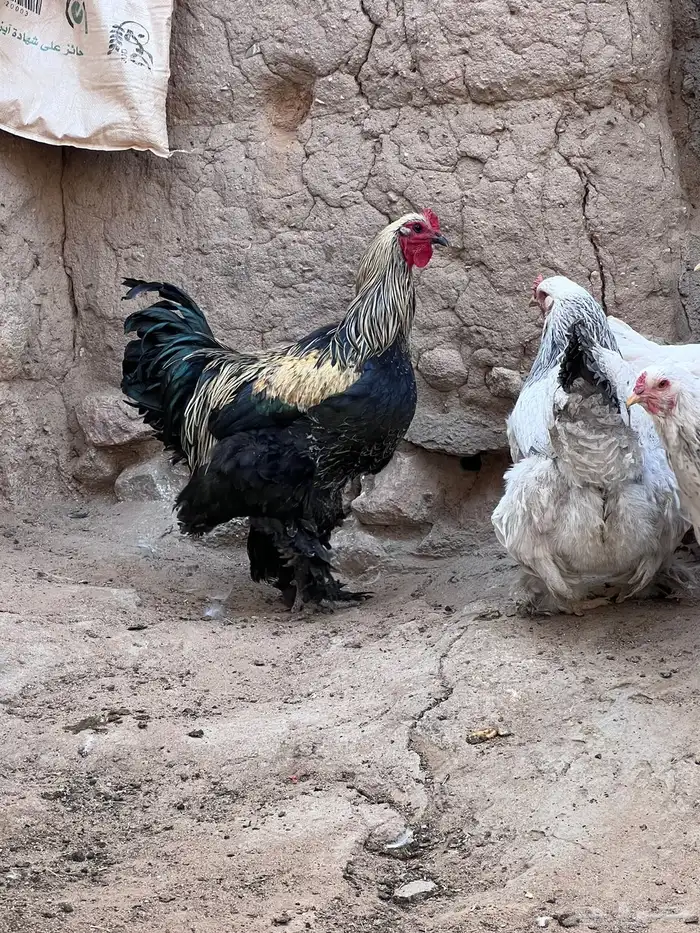 دجاج براهما 14