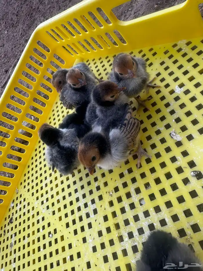 صوص دجاج سبرايت نحاسي 0