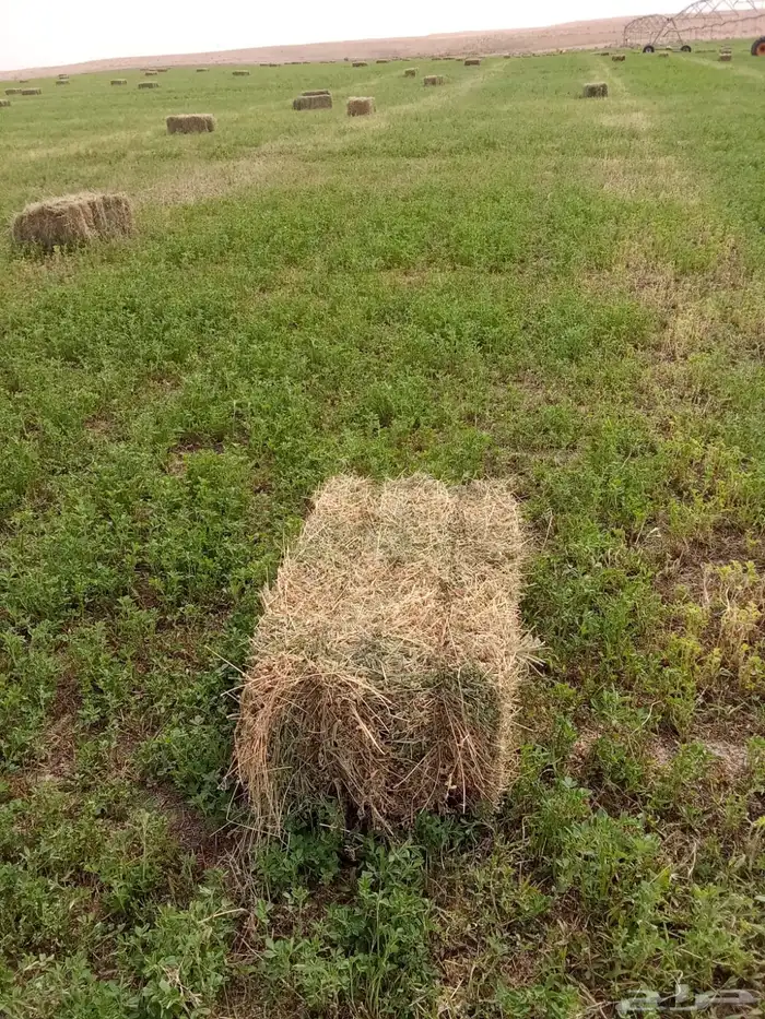 اعلاف برسيم 4