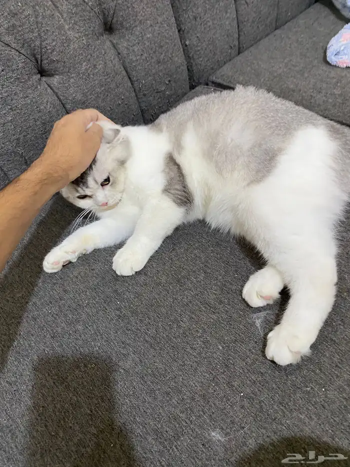 اوتيل قطط زواج. عناية. 0