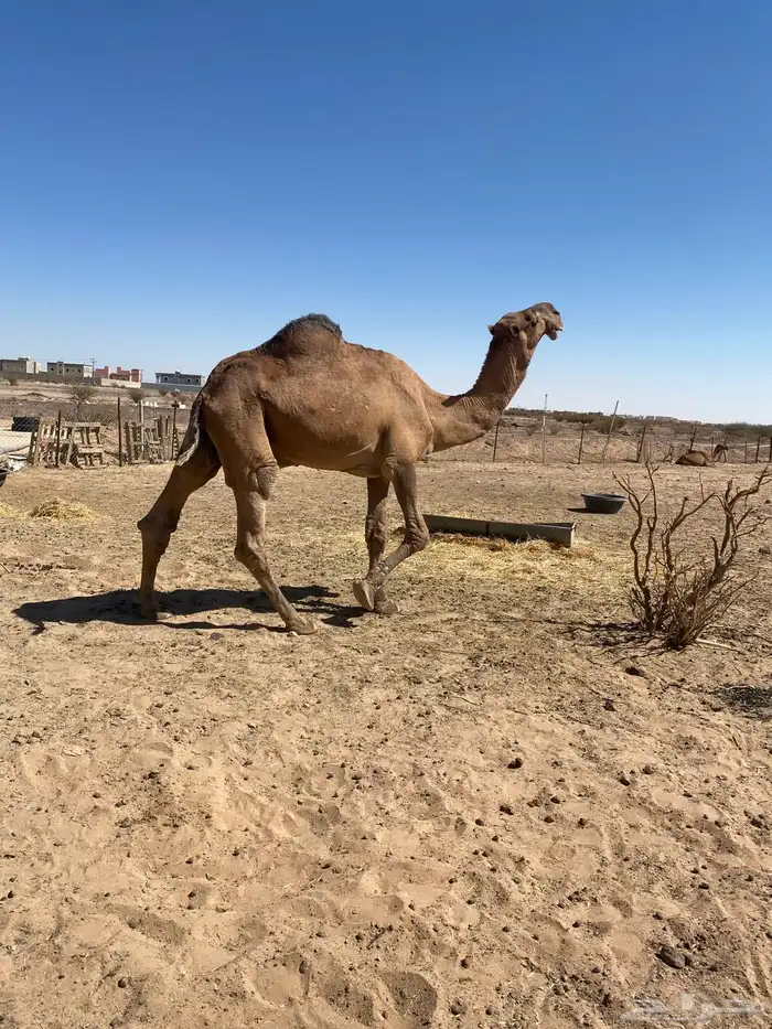 بعير باكستاني 0