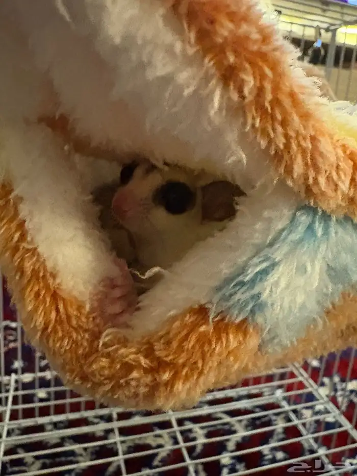 شوقر قلايدر ( سنجاب طائر) 1