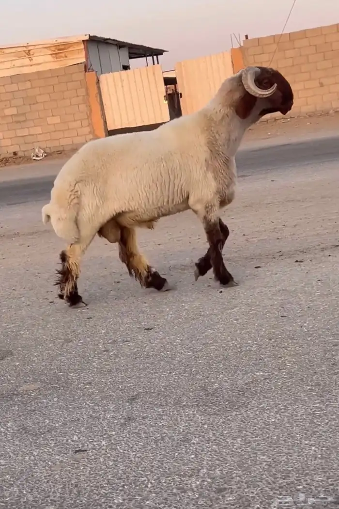 جدع نعيمي صنف فاخر للبيع 0