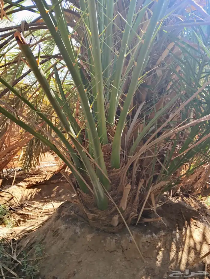 العنوان شقراء 4