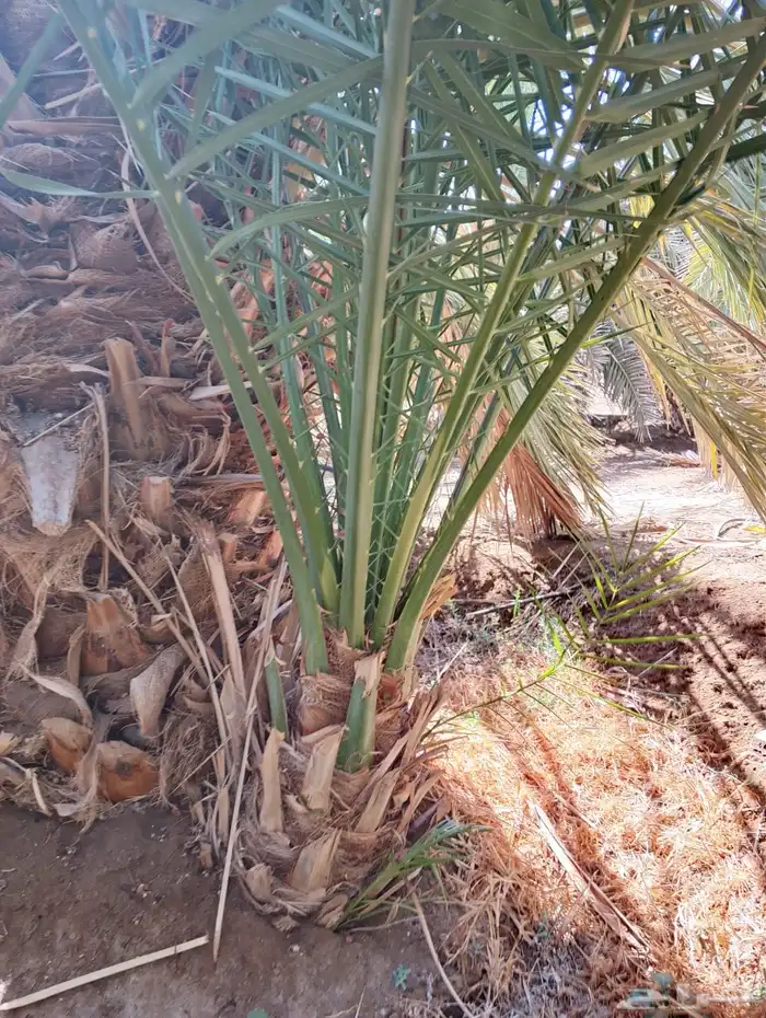 العنوان شقراء 5