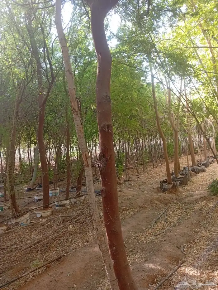 العنوان شقراء 20