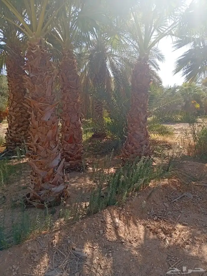 العنوان شقراء 19