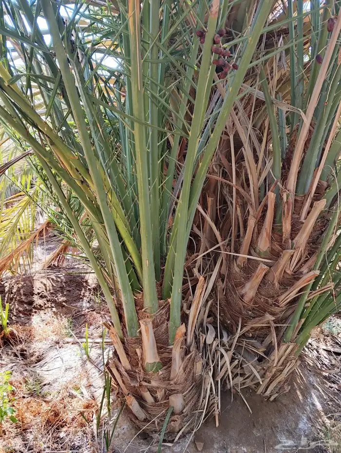 العنوان شقراء 2