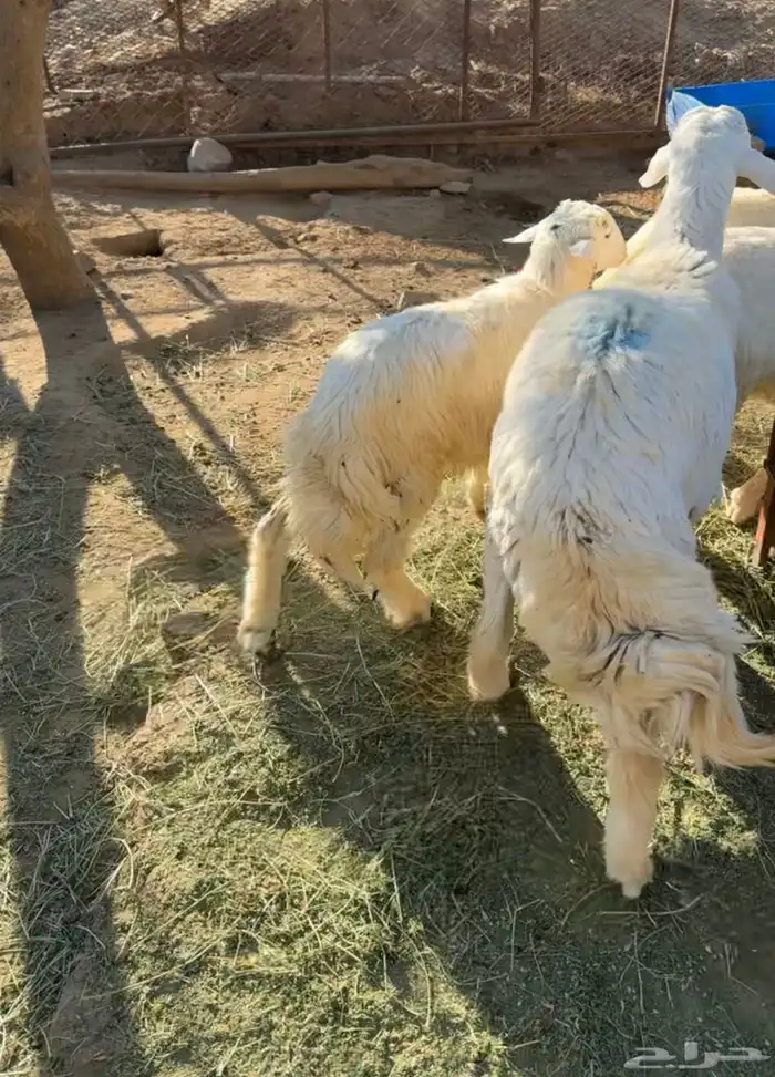 طليان مناسبات جبرة و وسط 2