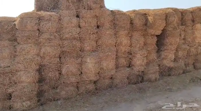 برسيم مخلوط صيفي للبيع 0