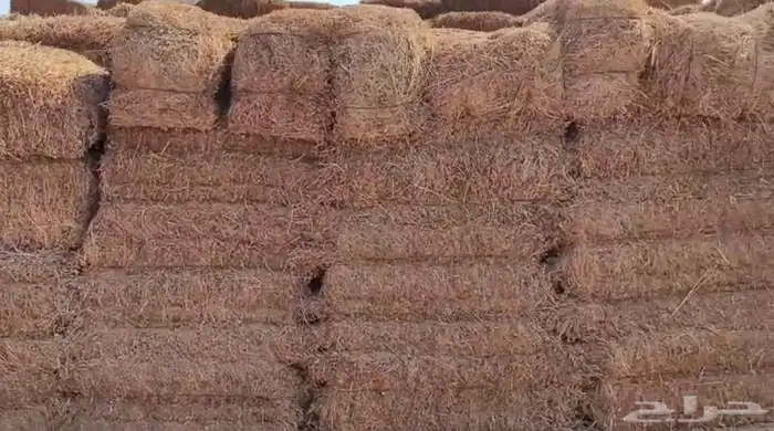 برسيم مخلوط صيفي للبيع 1