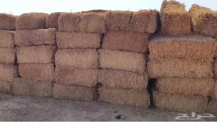 برسيم صافي صيفي شد كلاس للبيع 1