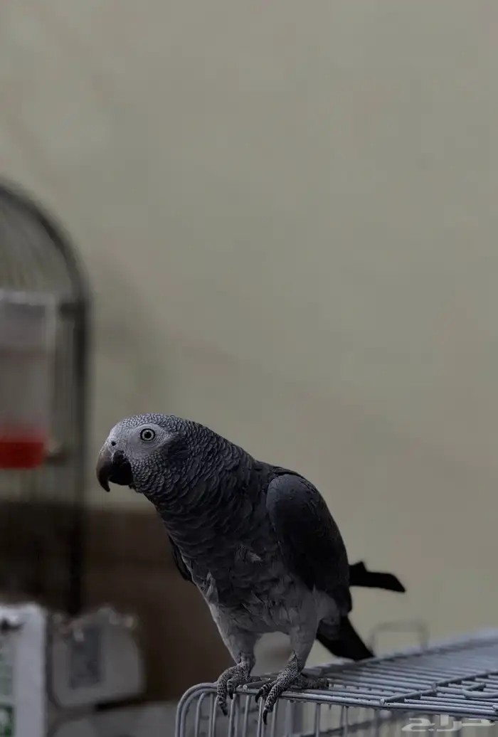 بغبغاء افريقى غينى 0