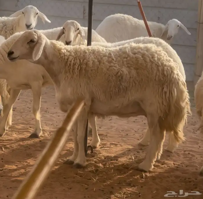 حريات صنف الصنف جروم شعره 1