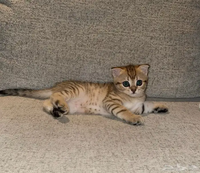 سكوتش فولد 0