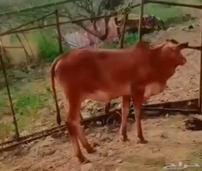 للبيع للتواصل  050 634 4627 1