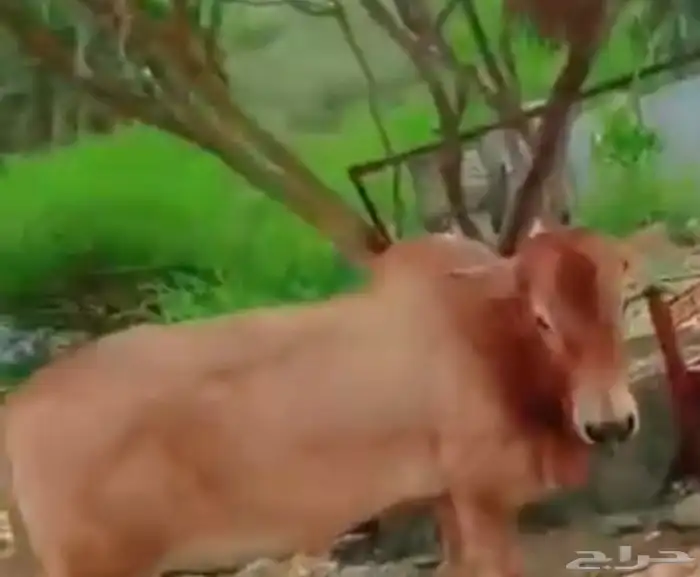 للبيع للتواصل  050 634 4627 0