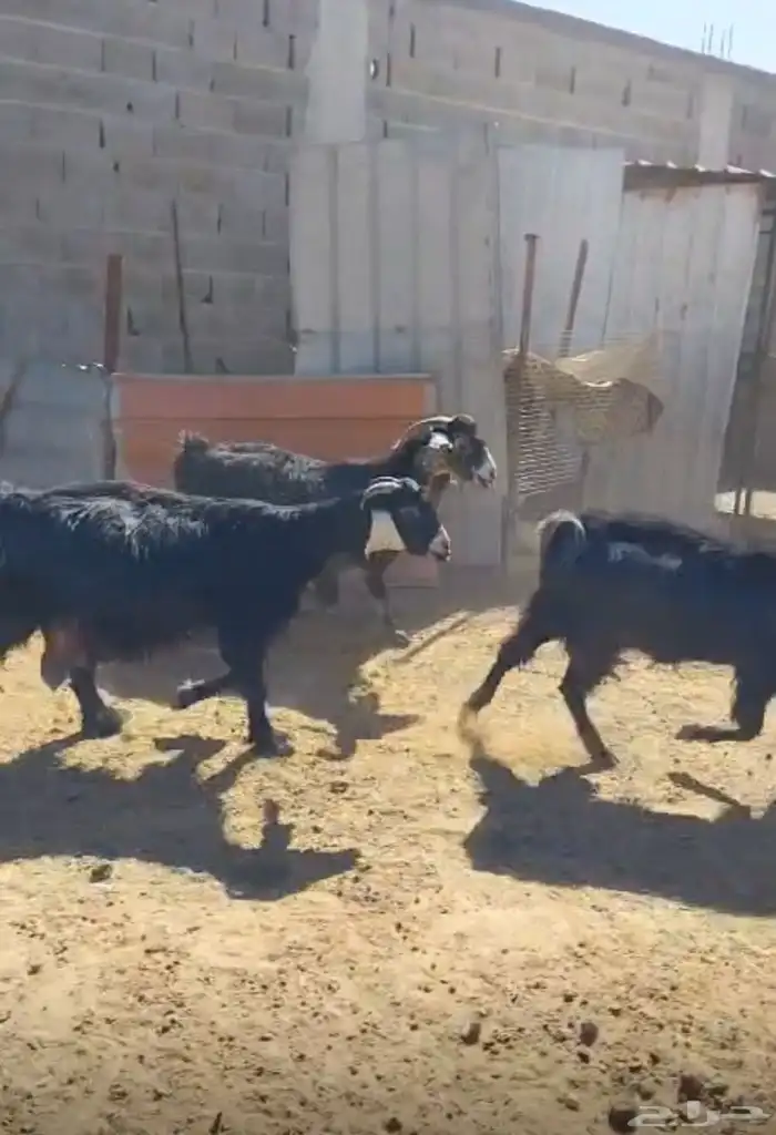 معزاء متابيع وحصيب ودفيع عدد 29 مع الفحل 1