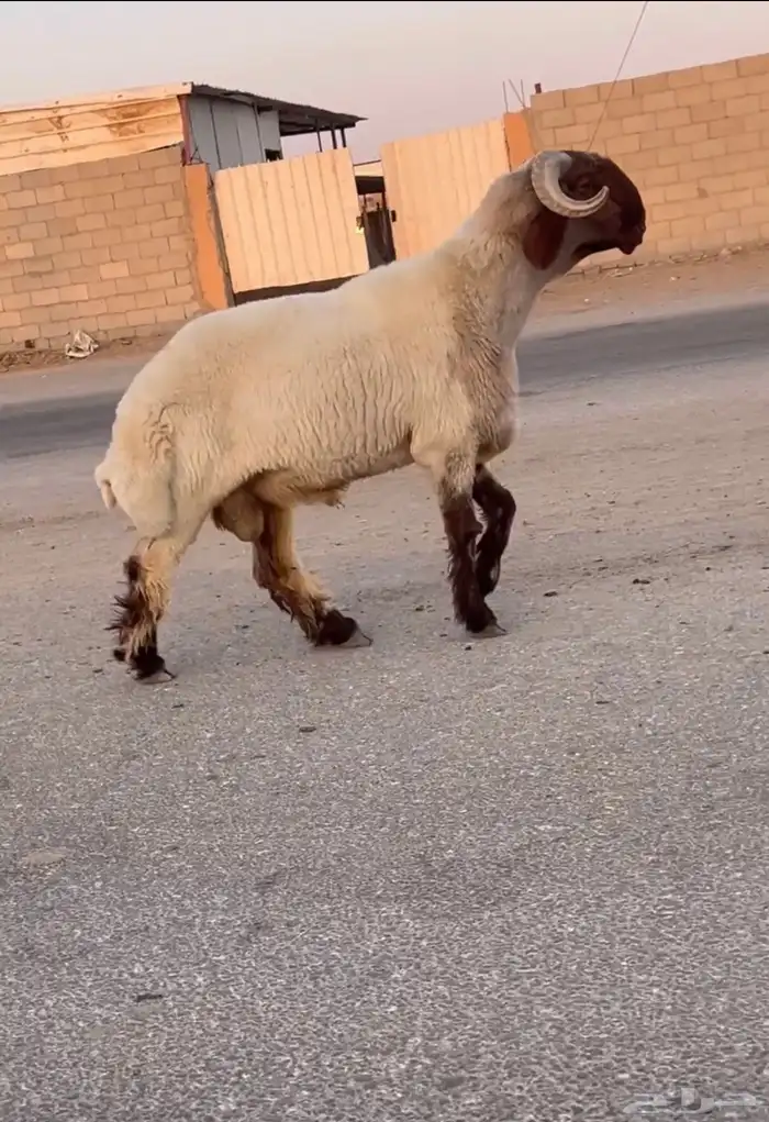 جدع نعيمي صنف فاخر للبيع 4