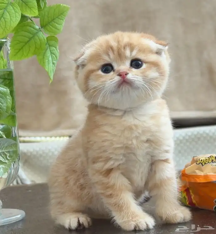 ولد بايدن انتاج كتن قط سكوتش تربل فولد لون نادر ذكر ضخم 0