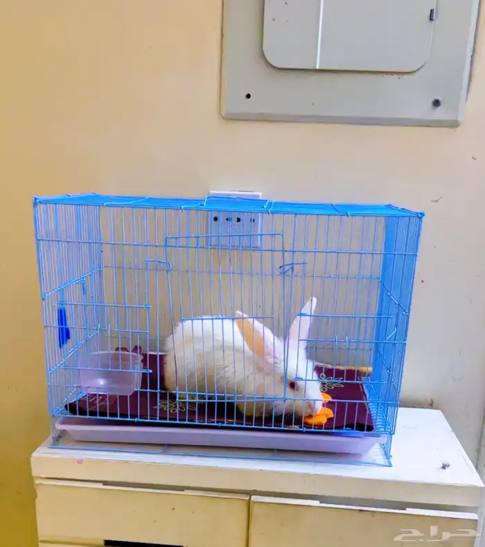 ارنب للبيع مع قفص 65 1