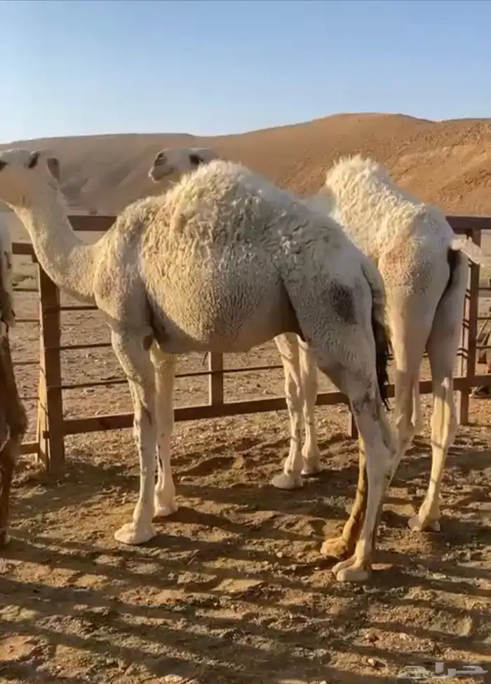 2حواشي للبيع 0