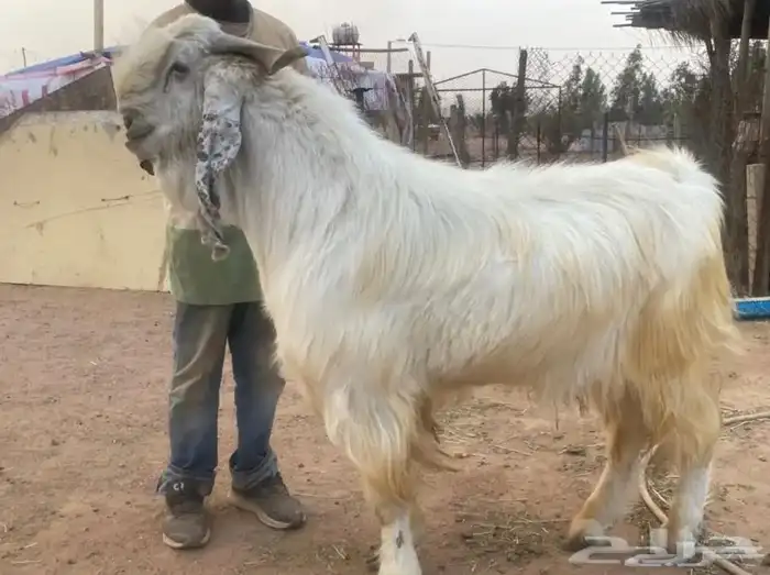 تيوس مطوره 4