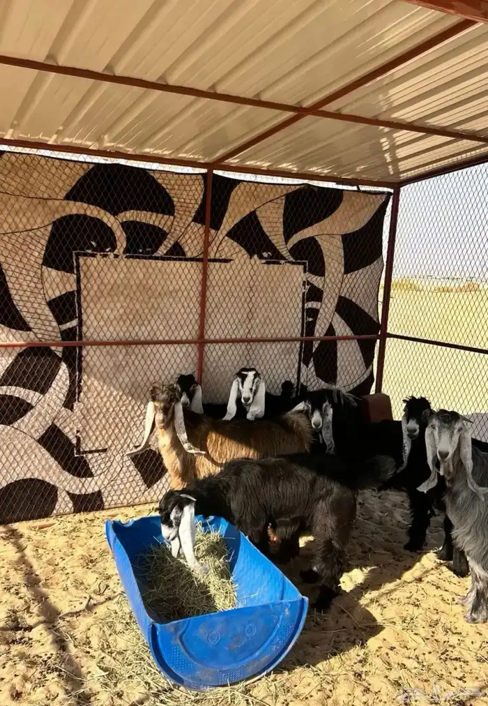 عوارض صنف الصنف 9