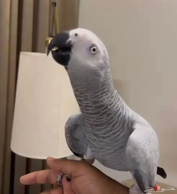 كاسكو اليف حمامه. حجم سوبر سوبر حامبو لون ثلجي 3