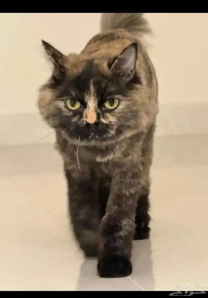 قطه شيرازيه للتبني المستعجل. 4