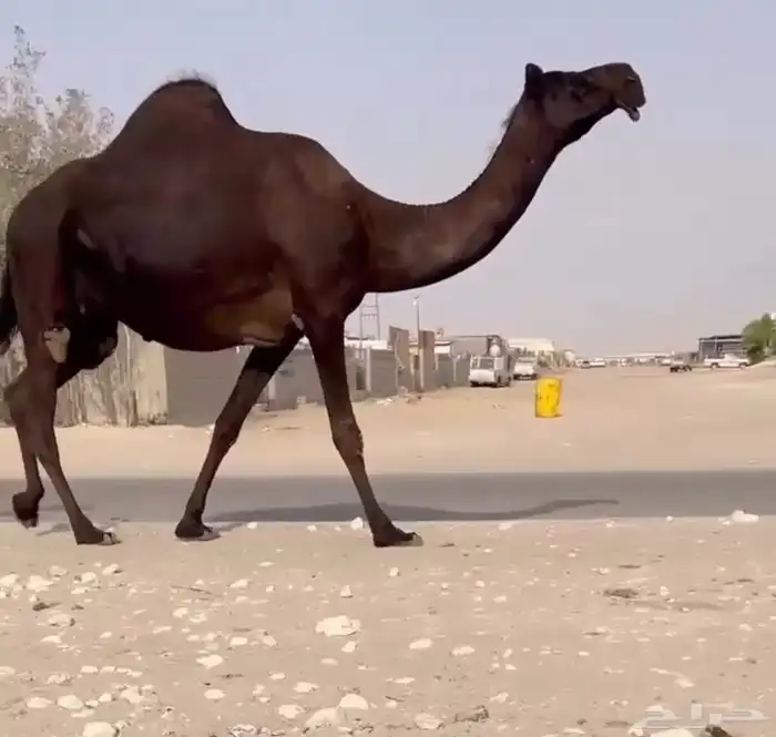 للبيع القحات كفو 5