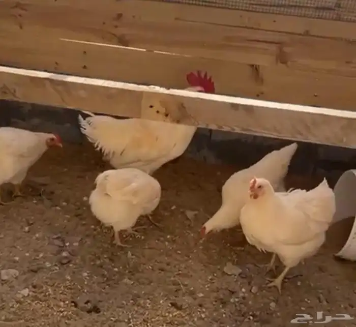 بيض دجاج لوهمان 2