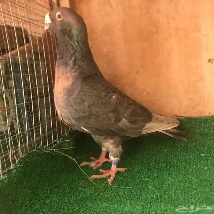 ذكر شامي هومر 0