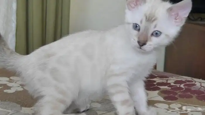 قطط بنغال سنو لون ابيض للبيع لون قوي 3