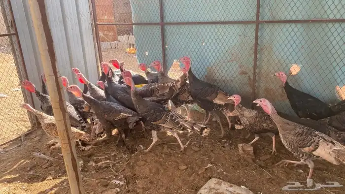 رومي عمر6شهور 0