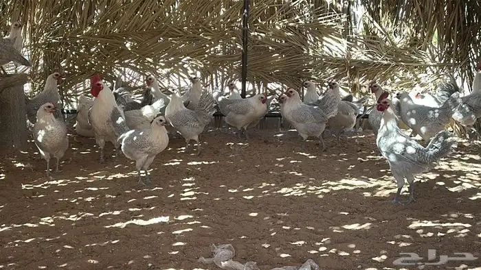 دجاج فيومي المنيوم 0