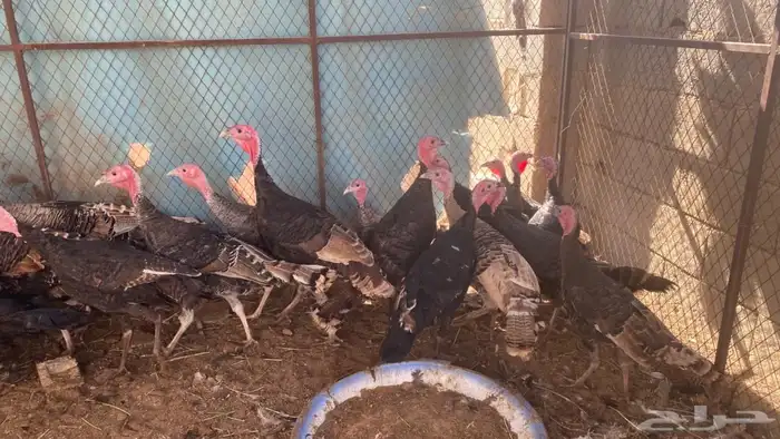 رومي عمر6شهور 1