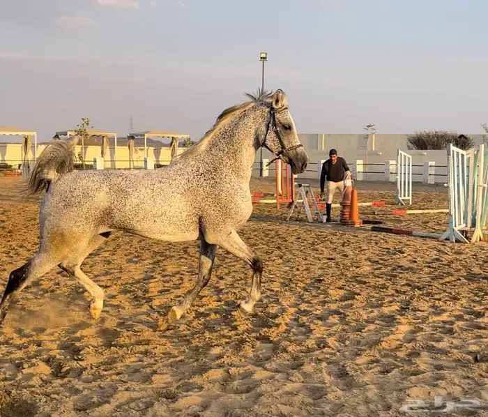 حصان مكس للبيع 0