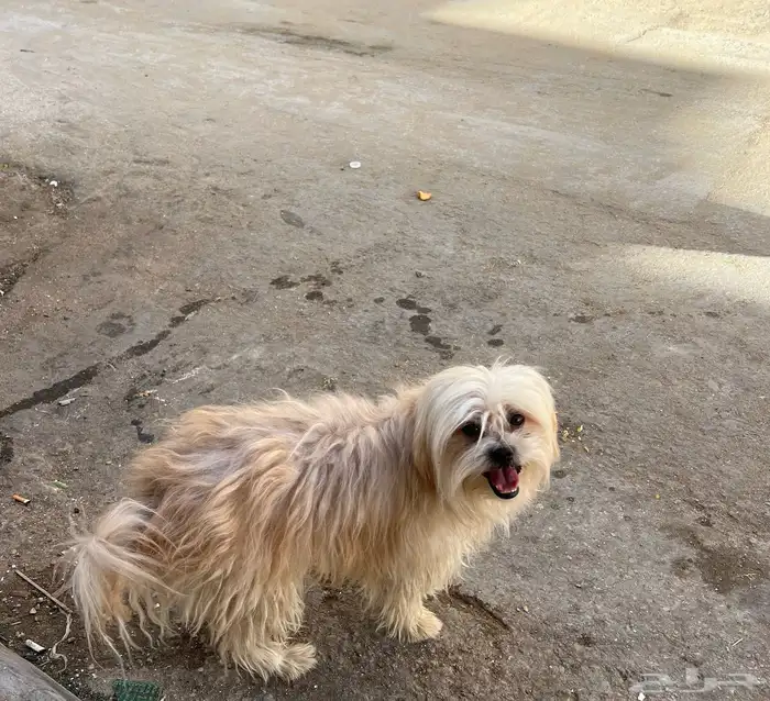 كلب امريكي اليف 0