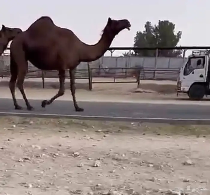 للبيع القحات كفو 2