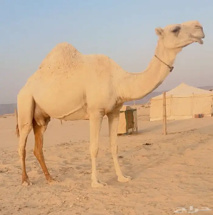 ابل للبيع نياق لقحات وضرايب وخلفه 2