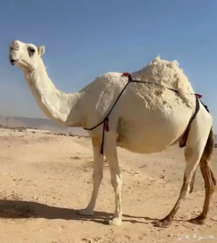 ابل للبيع نياق لقحات وضرايب وخلفه 1